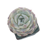 Echeveria Modal Hybrid