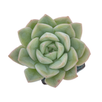 Echeveria Moon Fairy