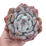 Echeveria Orange Monroe, Large