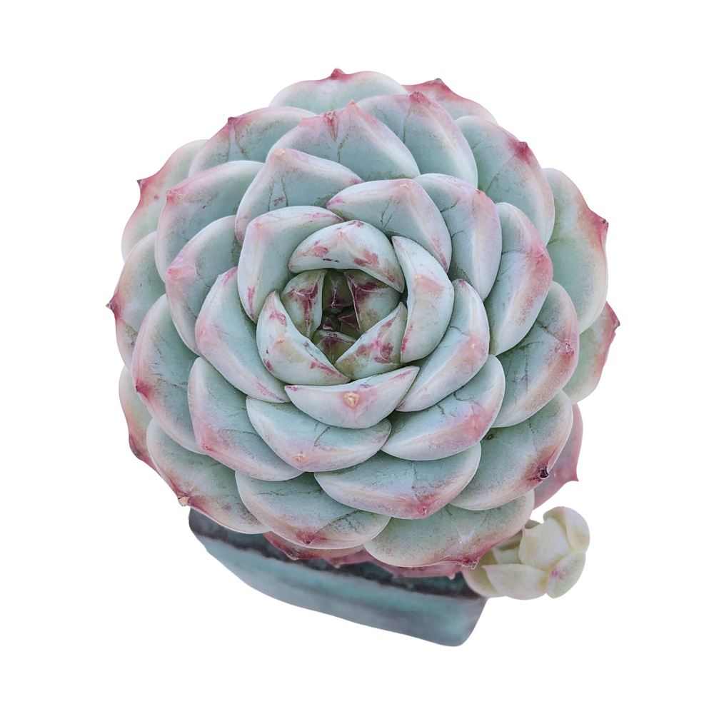 Echeveria Red Velvet, Single