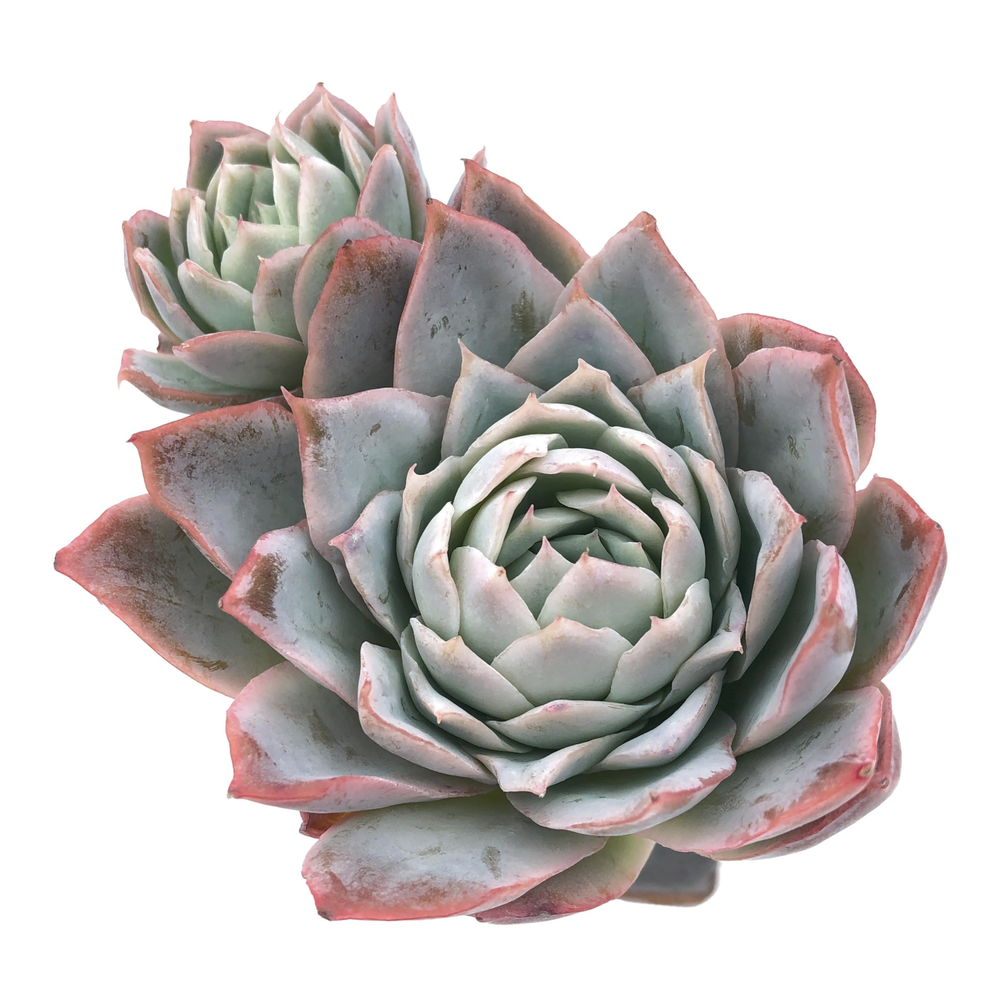 Graptoveria Rose Queen