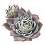 Graptoveria Rose Queen