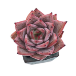 Echeveria Red Dragon