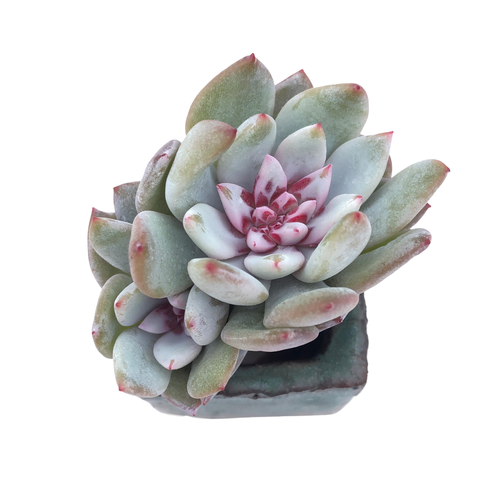 Echeveria Trumso