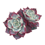 Echeveria Fairy Queen, Double