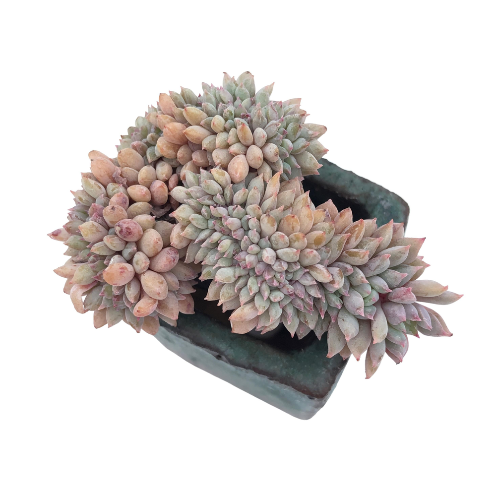 Echeveria Chrissy n Ryan, Cristata