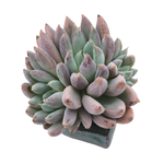 Echeveria Hamilton, Triple