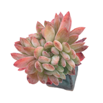 Echeveria Starmark, Cristata