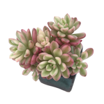 Sedum Joyce Tulloch, Variegata