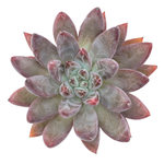 Echeveria Tolimanensis Hybrid