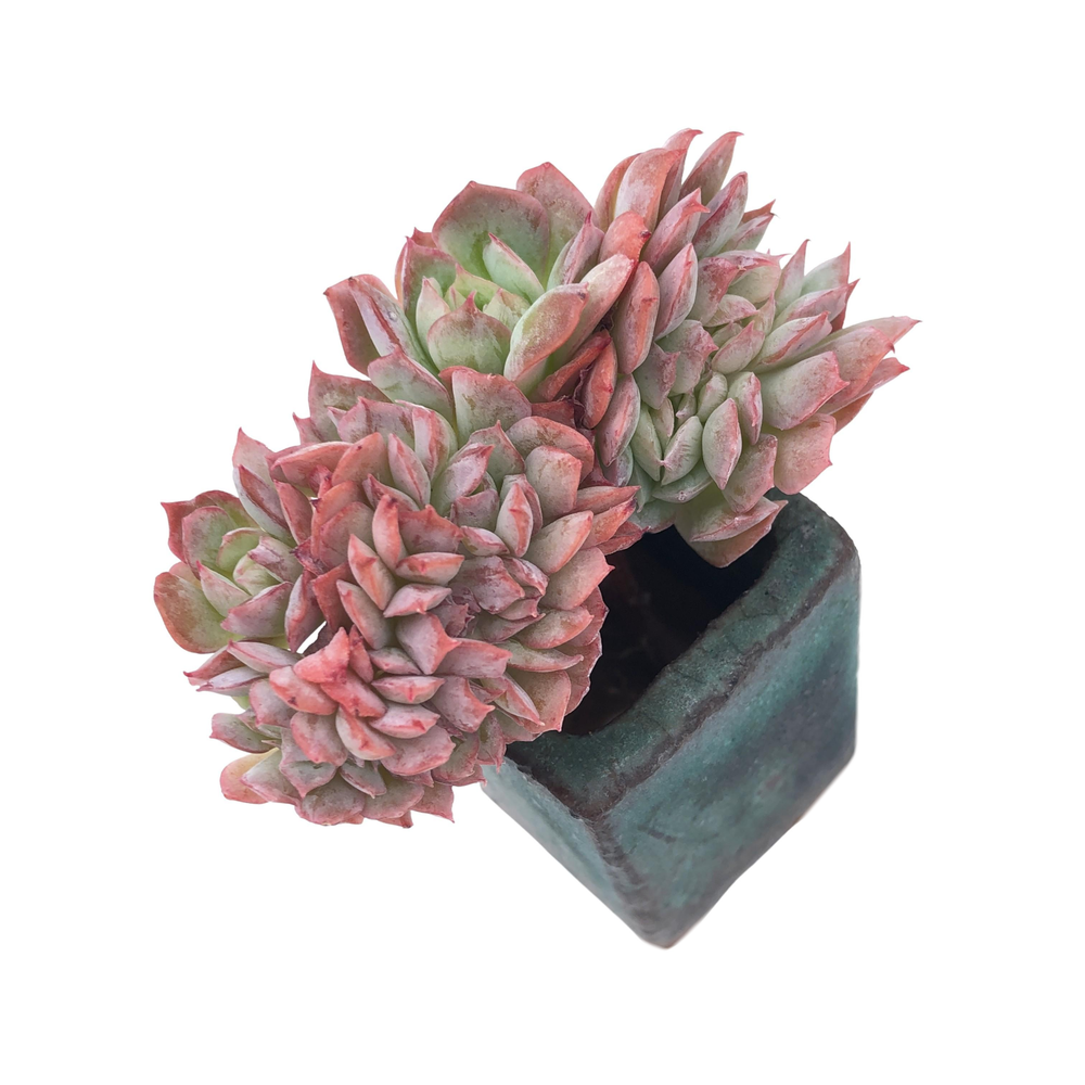 BLACK FRIDAY JUST CART! Echeveria Sp.