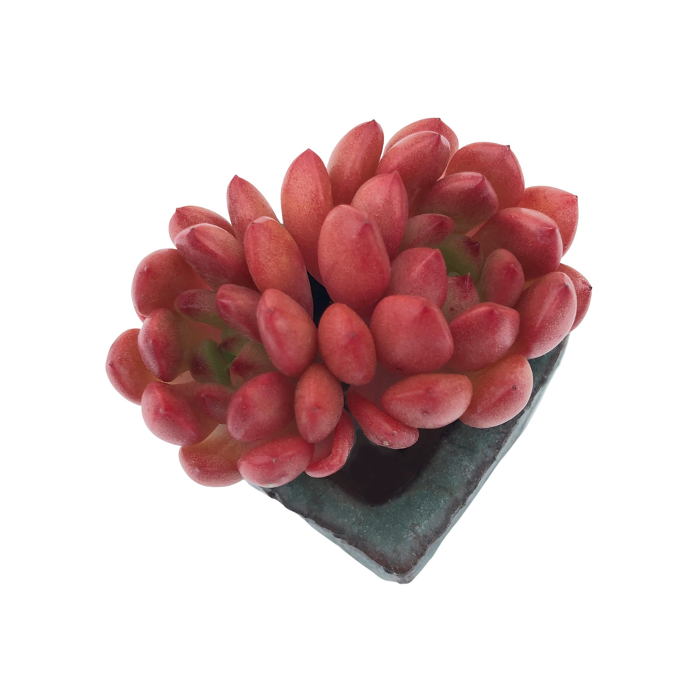 Sedeveria Ruby Pink