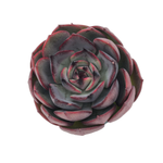 Echeveria Black Smoke