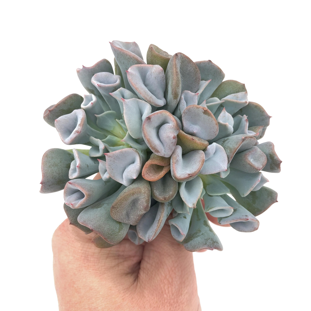 Echeveria Pig Nose, Cluster