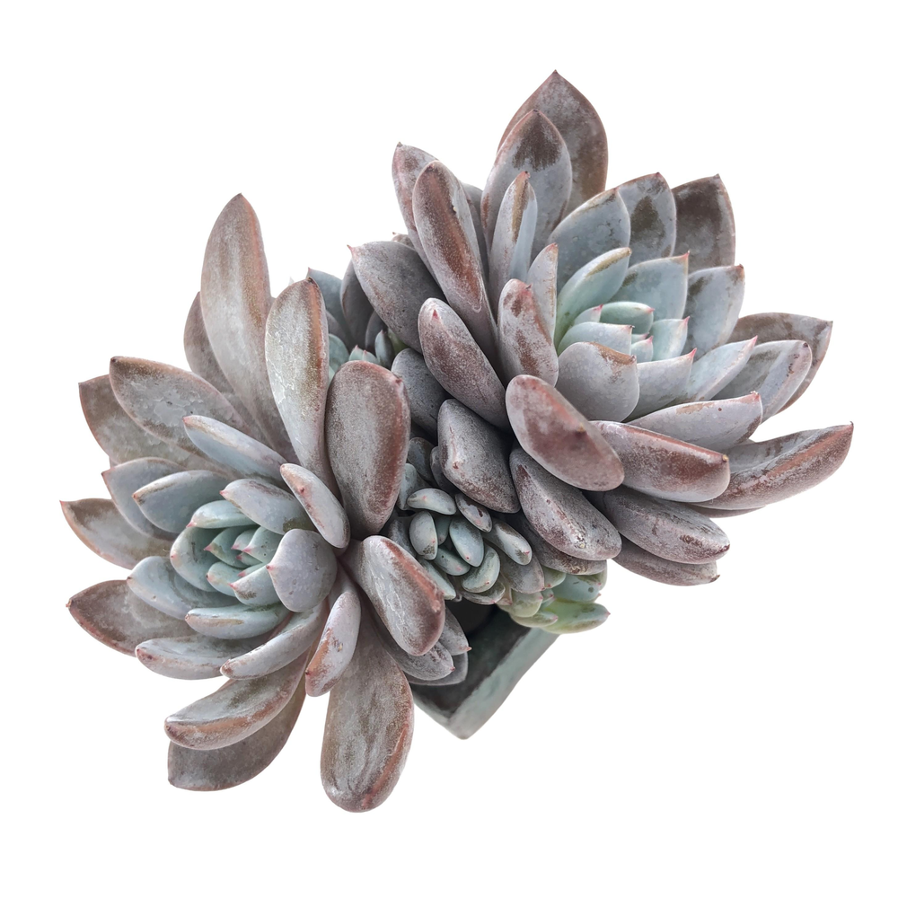 Echeveria Lulu, Cluster