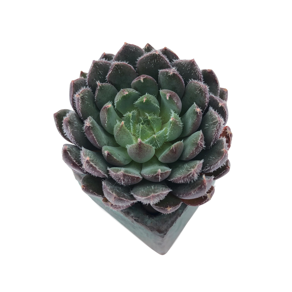 Echeveria Scorpio