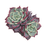 Echeveria Fairy Queen, Double