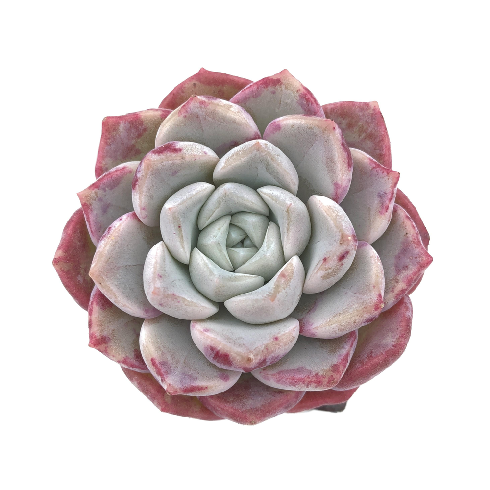 Echeveria Pink Spot