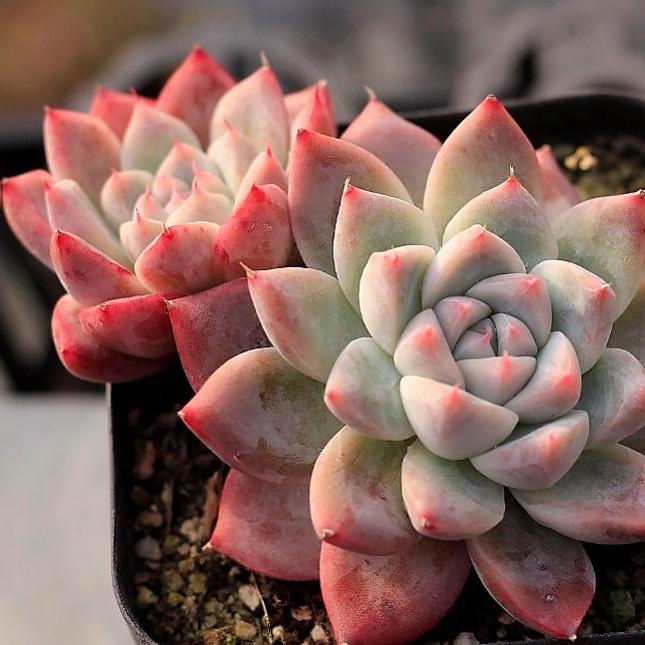 Echeveria Alba Beauty