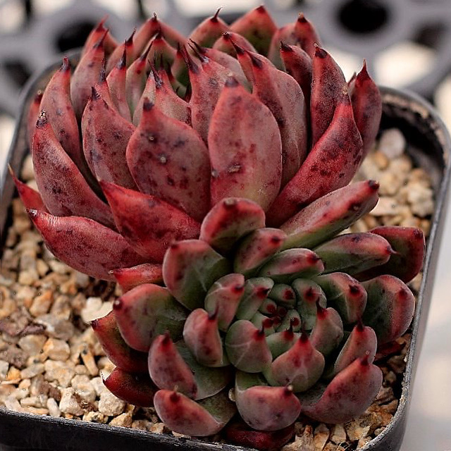 Echeveria Golden Bear