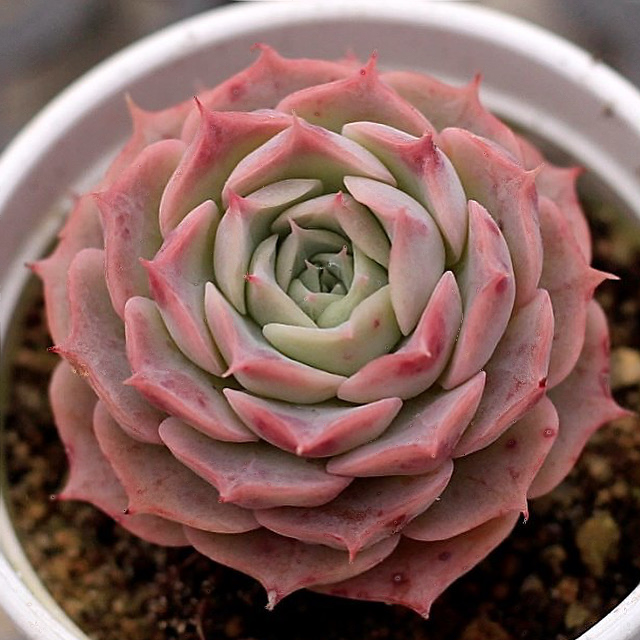 Echeveria Gold Light