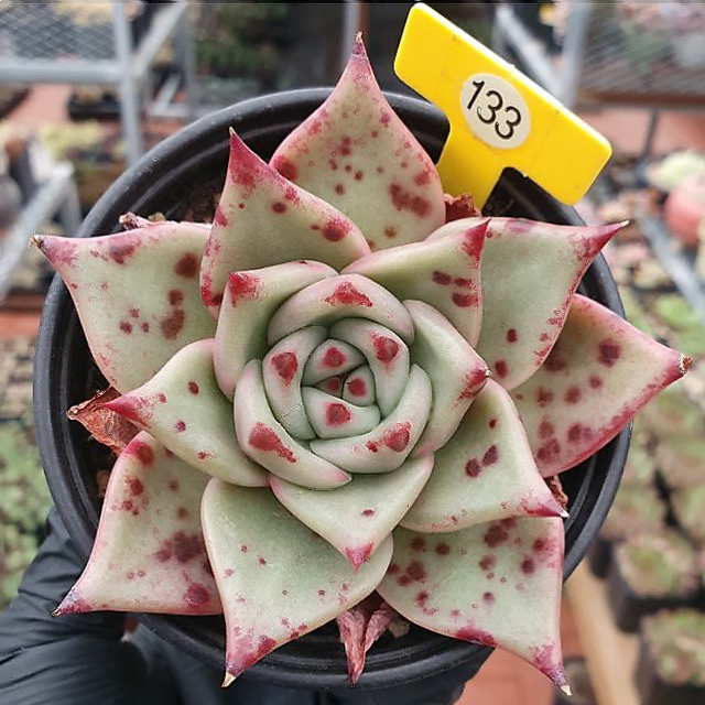 Echeveria Agavoides Leopard