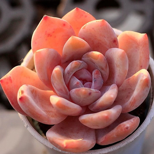 Echeveria Sp.