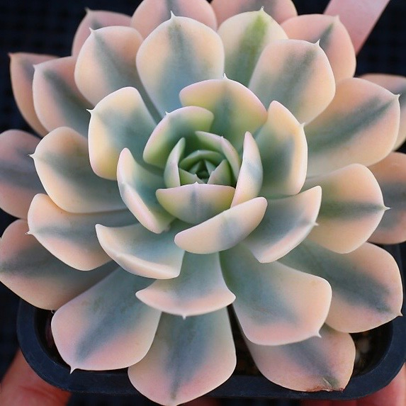 Echeveria Akaihosi, Variegata