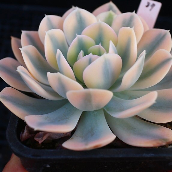 Echeveria Akaihosi, Variegata