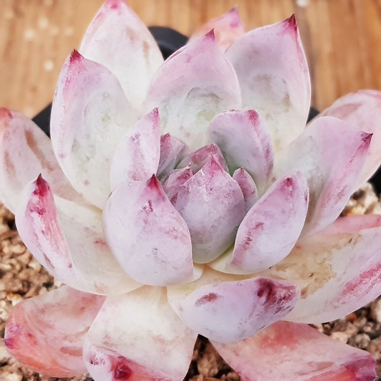 Echeveria Colorata Sp.