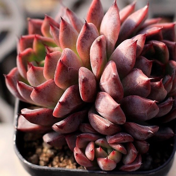 roma succulent Echeveria 'Roma' (Please make sure to read the description or watch the  video for this one)