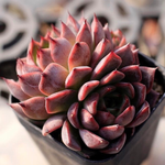 Echeveria 'Roma' (Please make sure to read the description or watch the video for this one)