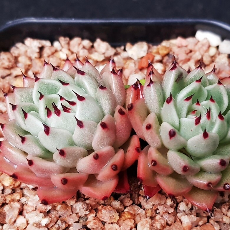 Echeveria Zaragosa