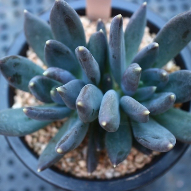 Pachyveria cv Black Swan