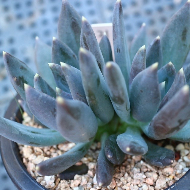 Pachyveria cv Black Swan