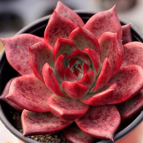 Echeveria Red Plum