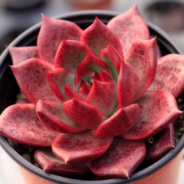 Echeveria Red Plum