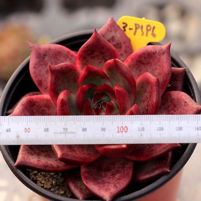 Echeveria Red Plum