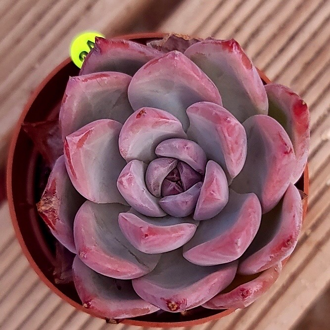 Echeveria Colorata, Blemished