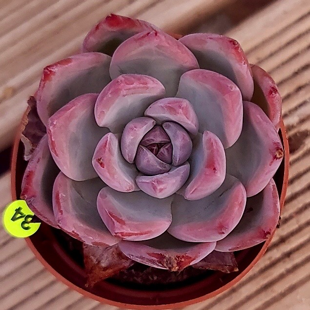 Echeveria Colorata, Blemished