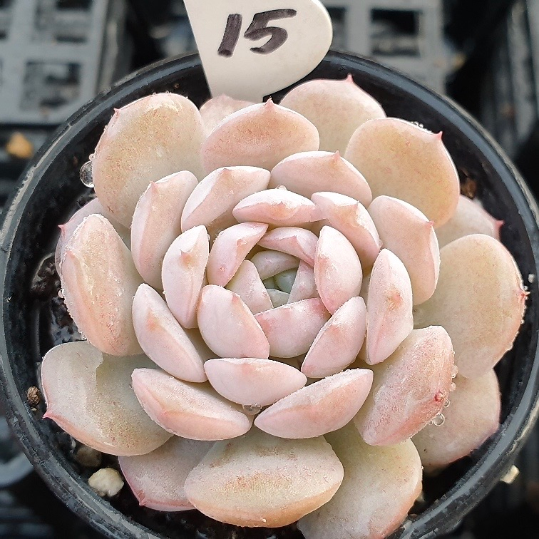 Echeveria Amazing Grace