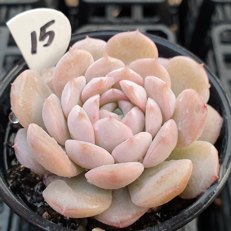 Echeveria Amazing Grace
