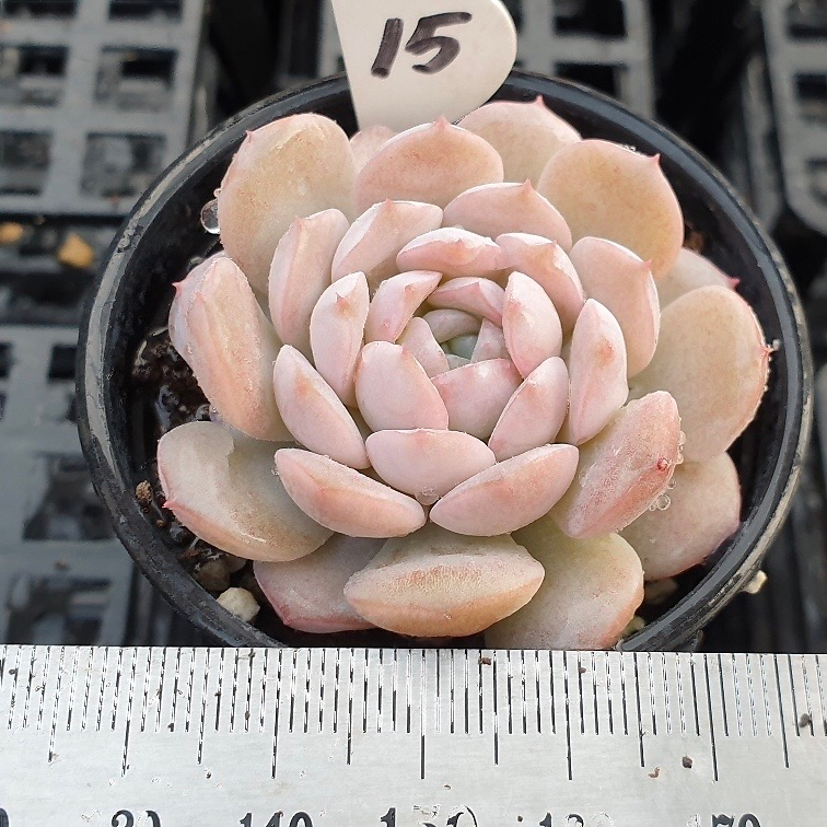 Echeveria Amazing Grace