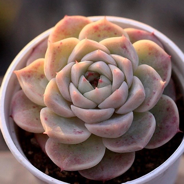 Echeveria Red Velvet