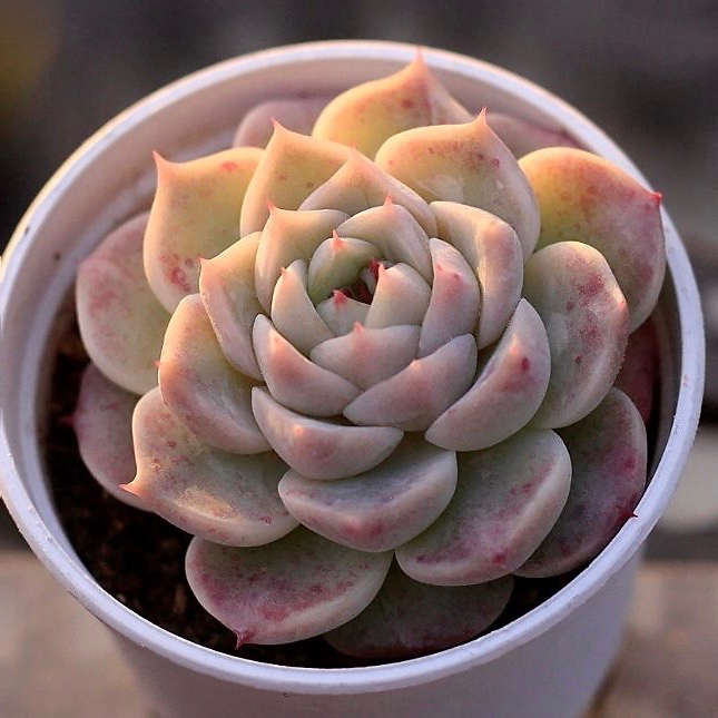 Echeveria Red Velvet