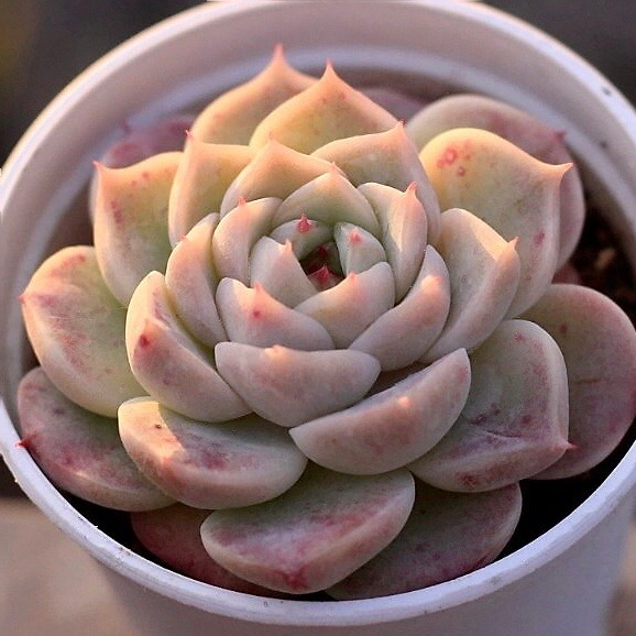 Echeveria Red Velvet