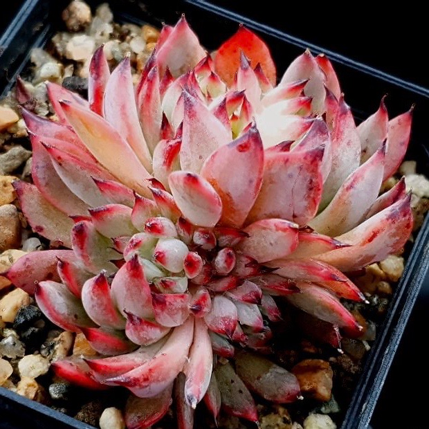 Echeveria Vivache