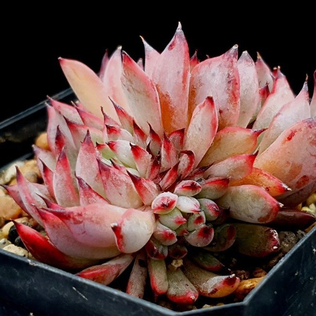 Echeveria Vivache