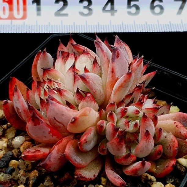 Echeveria Vivache