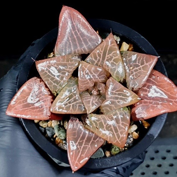 Haworthia Comptoniana cv Crystal